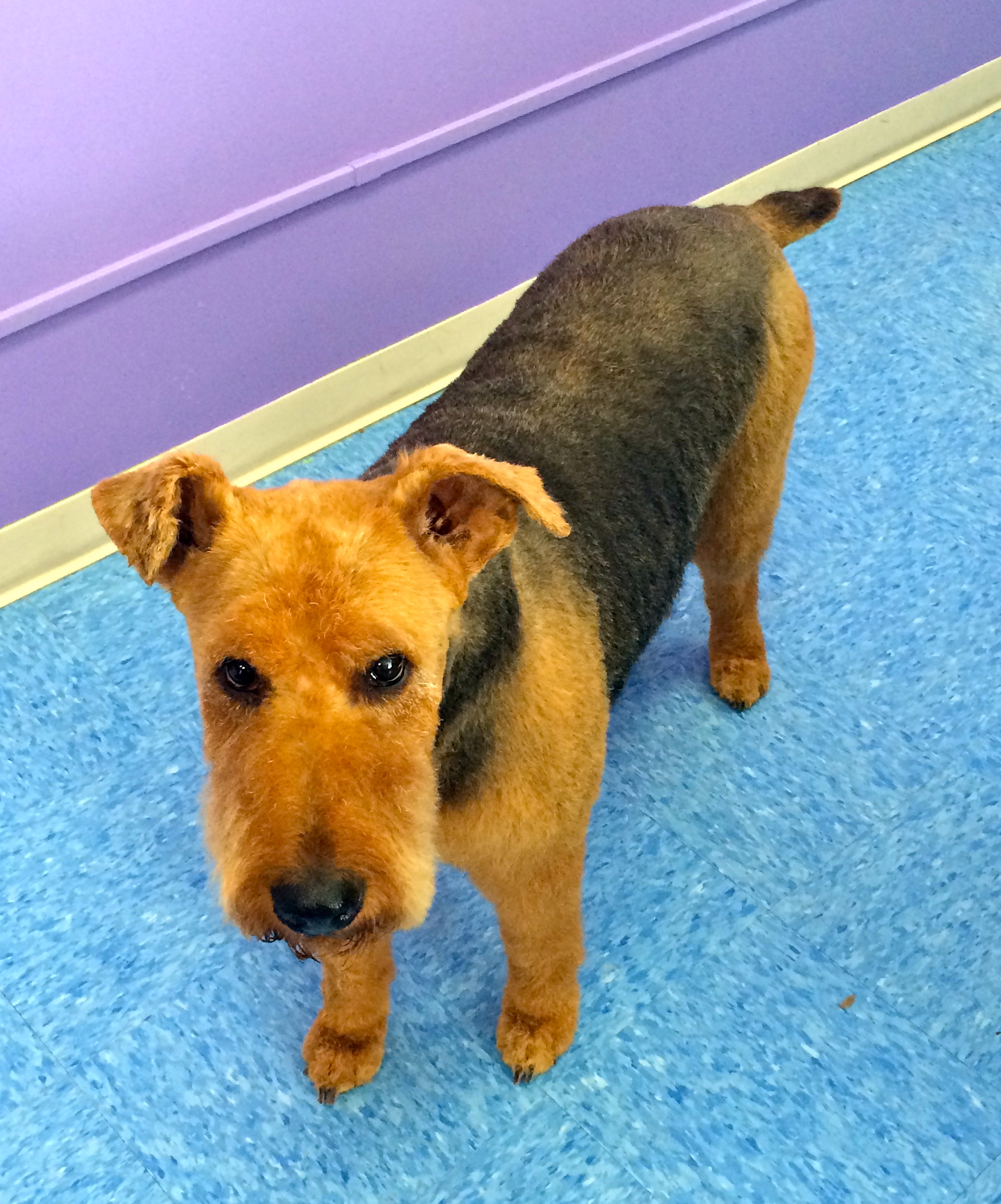 Jack, Airedale Terrier