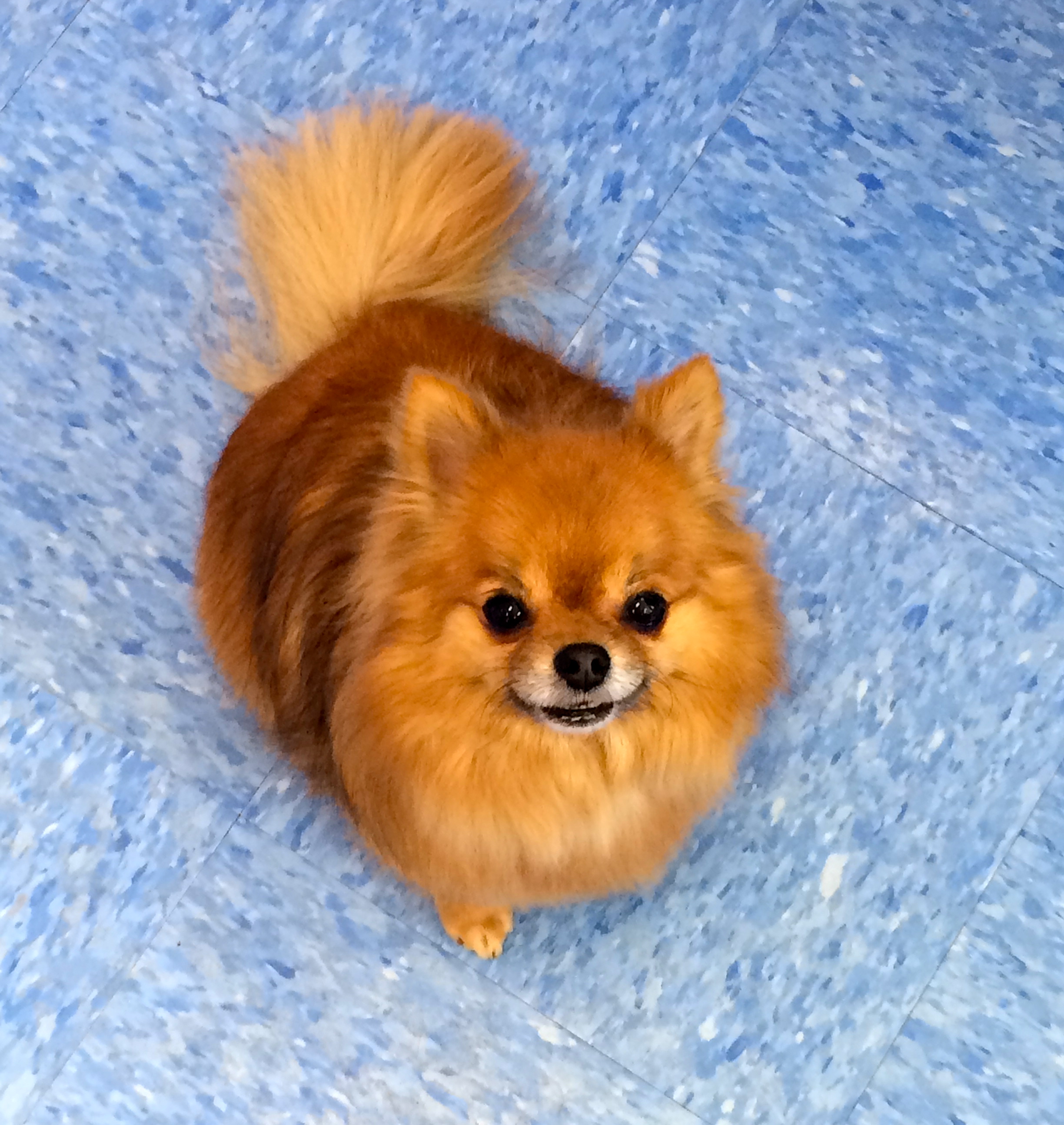 Maisy, Pomeranian