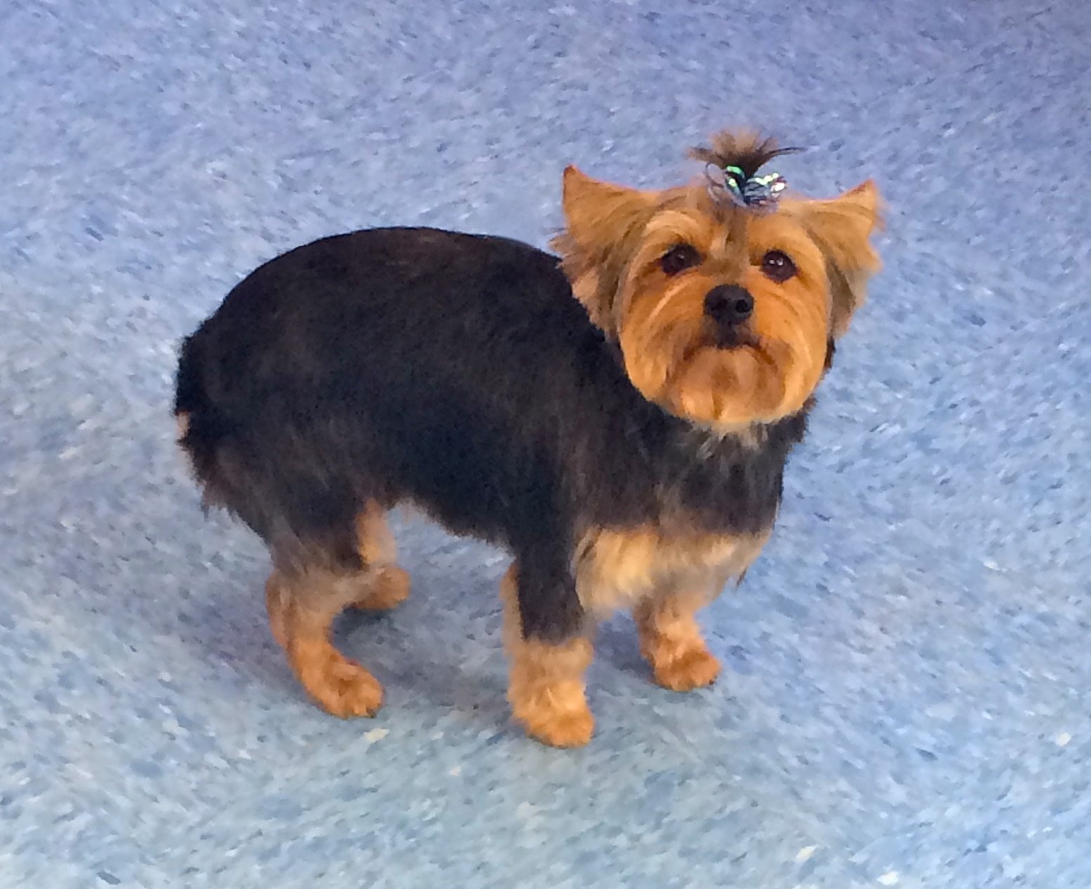 Ruby, Yorkshire Terrier
