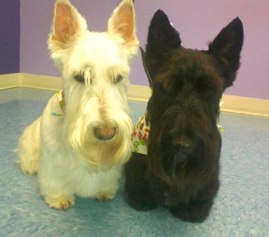 Lori & Pippa, Scottish Terriers