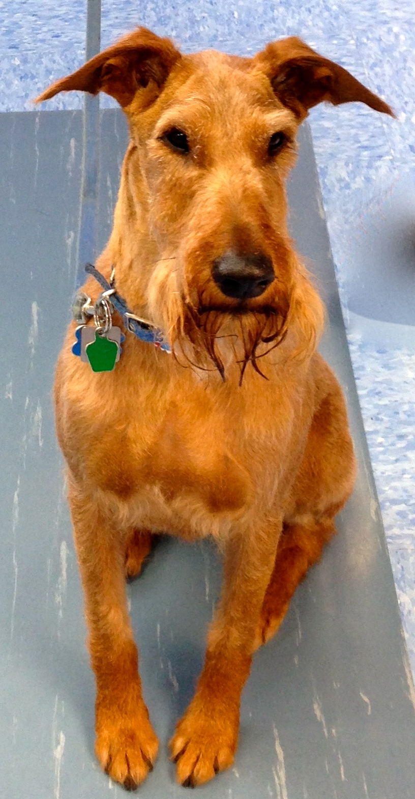 Odie, Irish Terrier