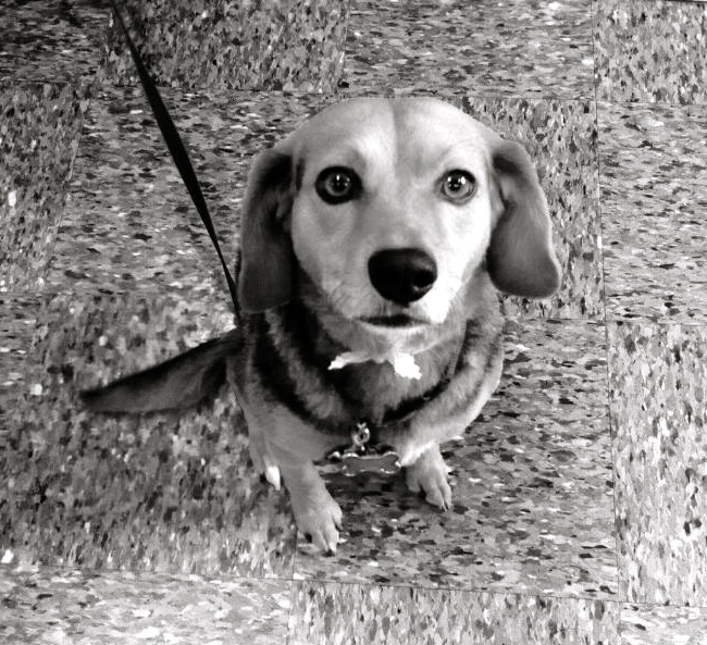 Lulu, Beagle